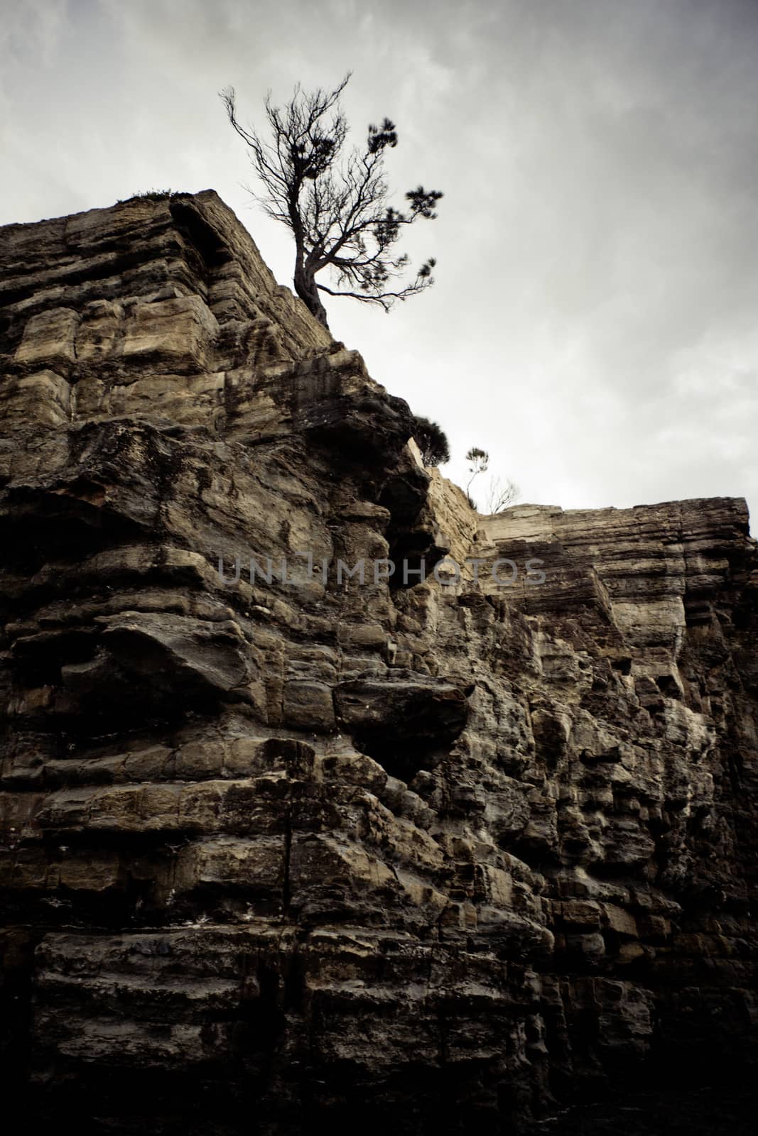 Arid tree on cliffs by jrstock