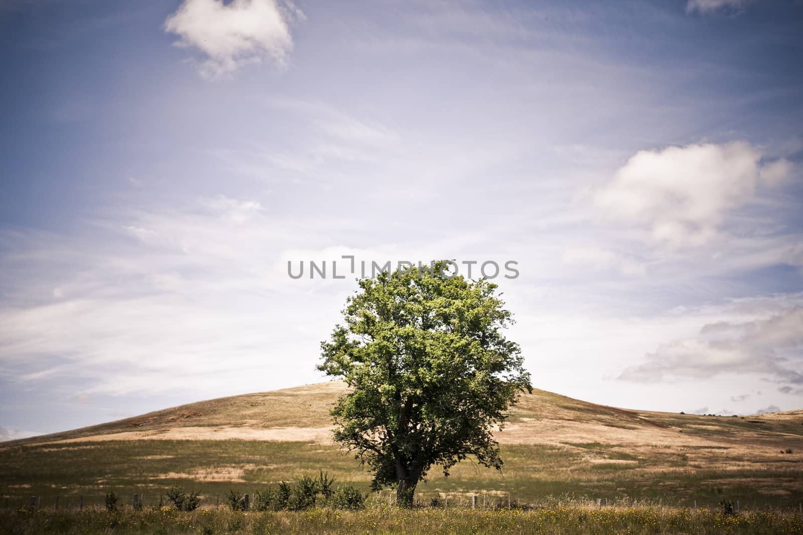 Arid hill in the countryside with one lone tree