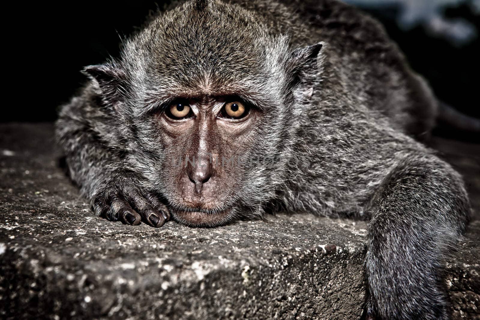Grey macaque monkey by jrstock