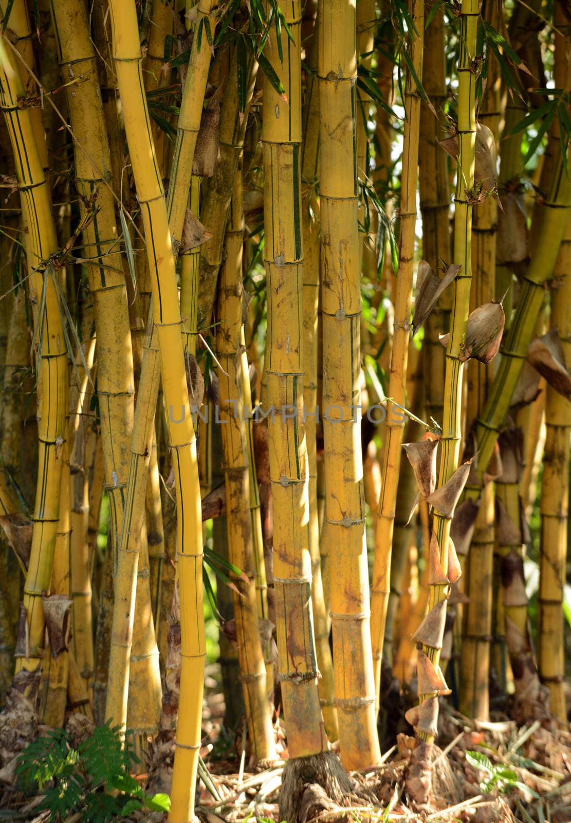 group of bamboo plants growing in the rainforest  by ftlaudgirl