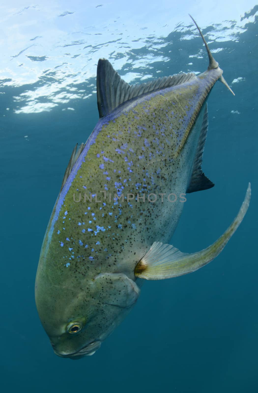 Bluefin trevally fish swimming and its natural habitat in the wild