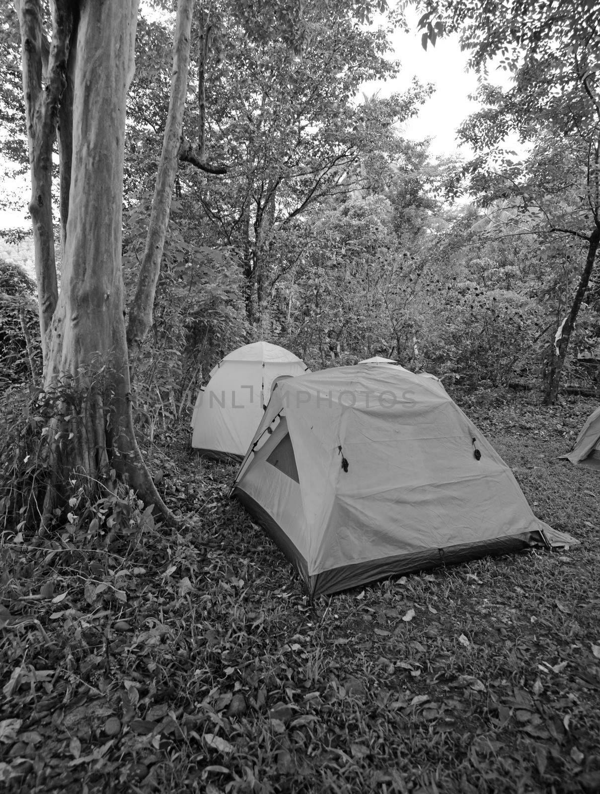 Black and white tents on campgrounds in woods