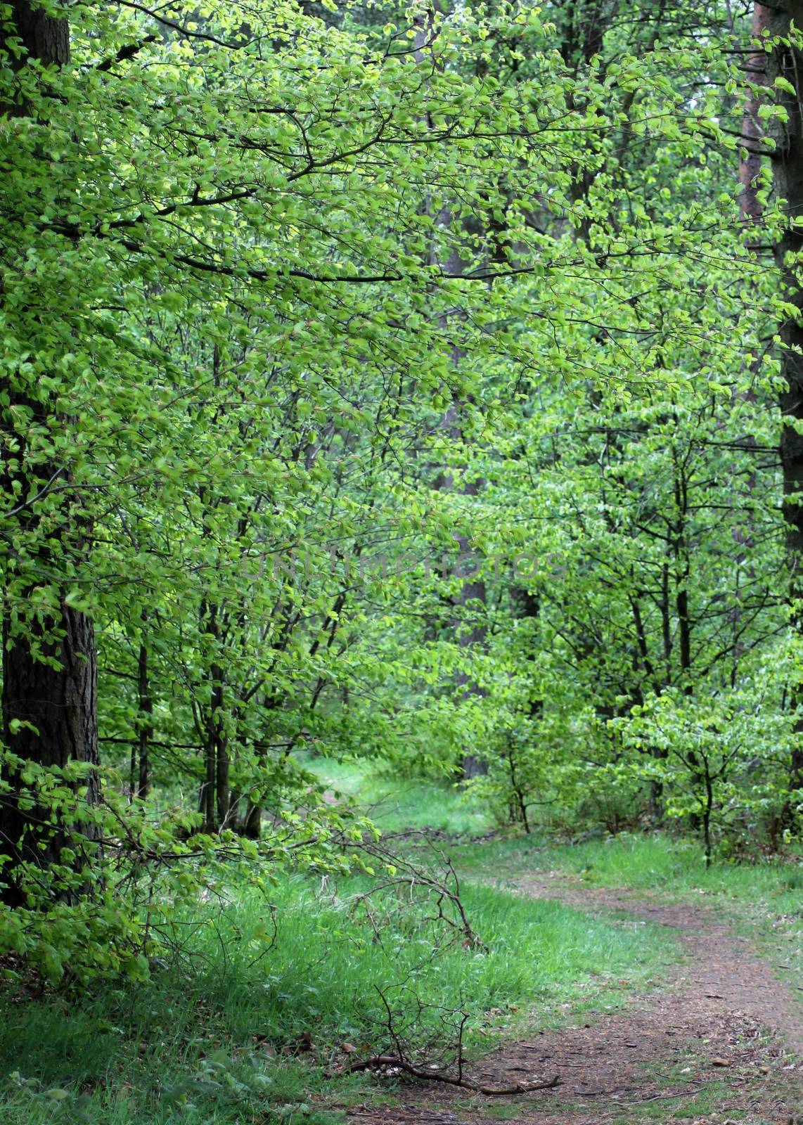 Scenic view of pathway receding through leafy green forest in countryside.