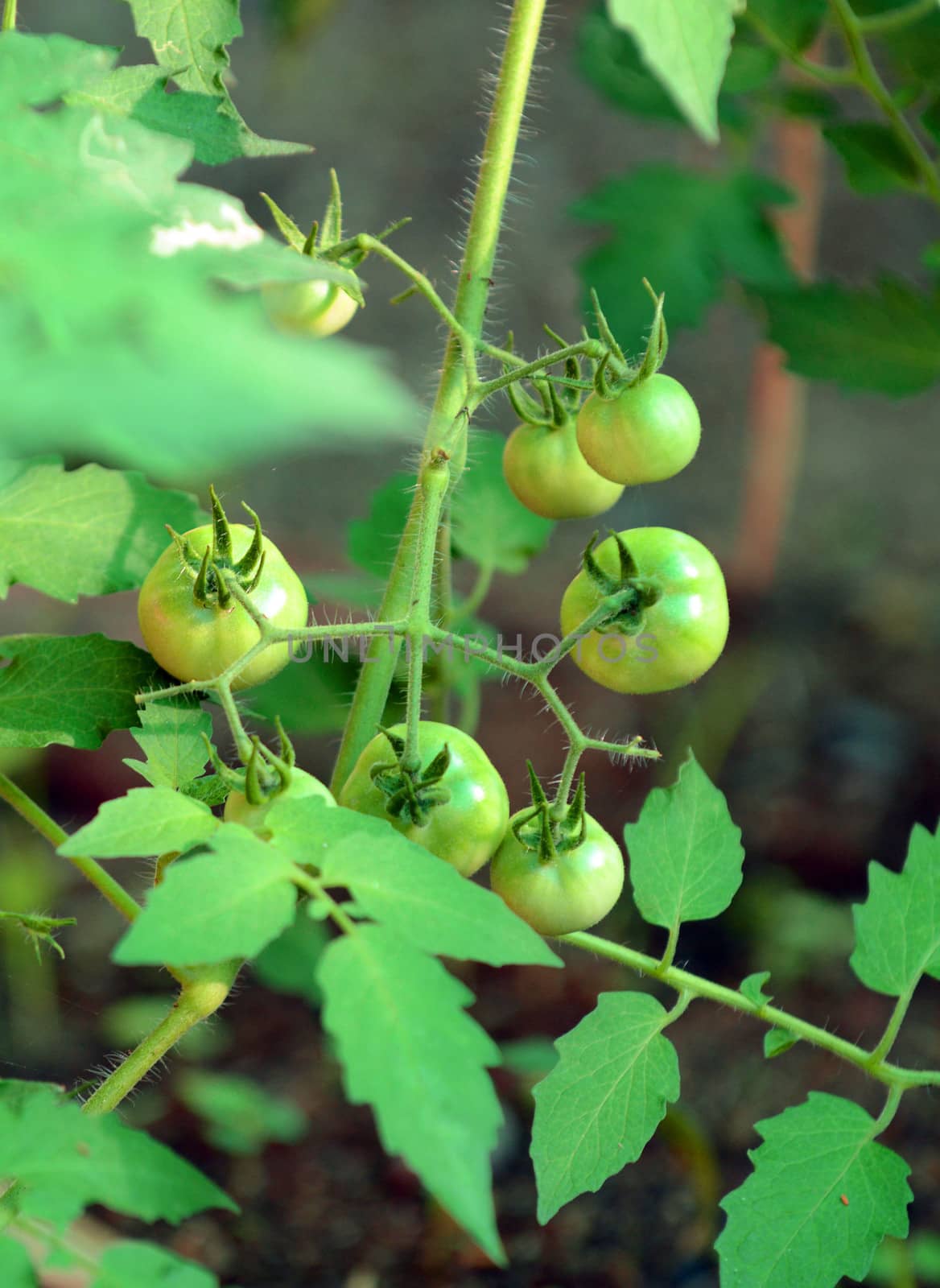 green tomatoes growing on a vine in the garden