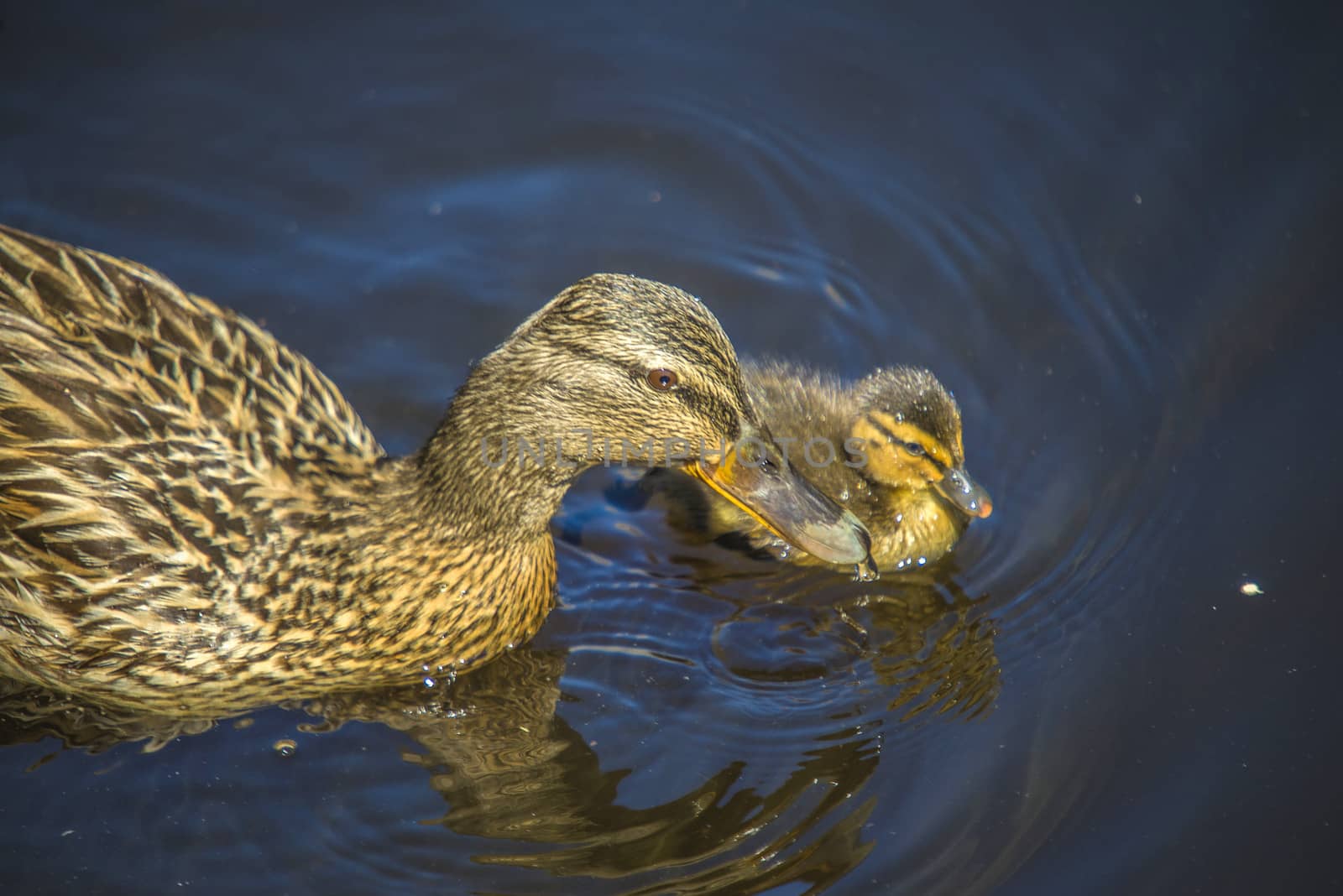 Mallard, Anas platyrhynchos, female. Photo is shot in the Tista river in Halden, Norway.