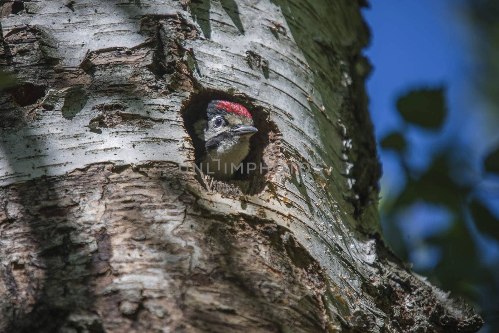 Photo was shot in a forest on Red's rock mountain in Halden, Norway and showing a great spotted woodpecker, Dendrocopos major chick that are waiting to fly out of the nest.