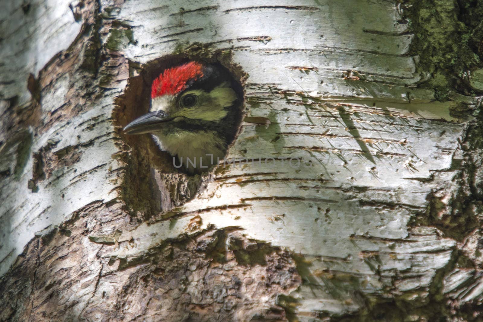 Photo was shot in a forest on Red's rock mountain in Halden, Norway and showing a great spotted woodpecker, Dendrocopos major chick that are waiting to fly out of the nest.
