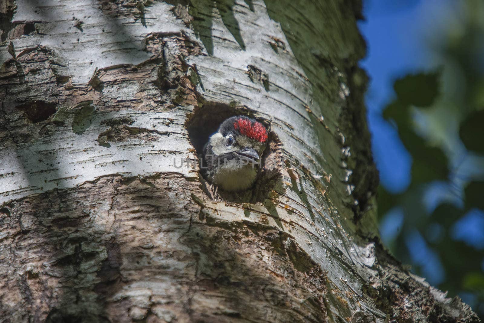 Photo was shot in a forest on Red's rock mountain in Halden, Norway and showing a great spotted woodpecker, Dendrocopos major chick that are waiting to fly out of the nest.