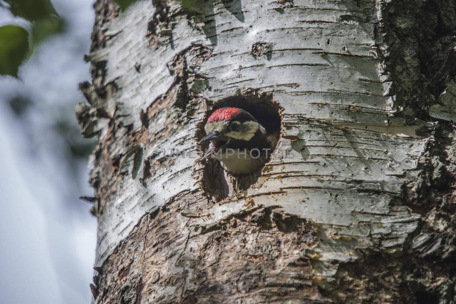 Photo was shot in a forest on Red's rock mountain in Halden, Norway and showing a great spotted woodpecker, Dendrocopos major chick that are waiting to fly out of the nest.
