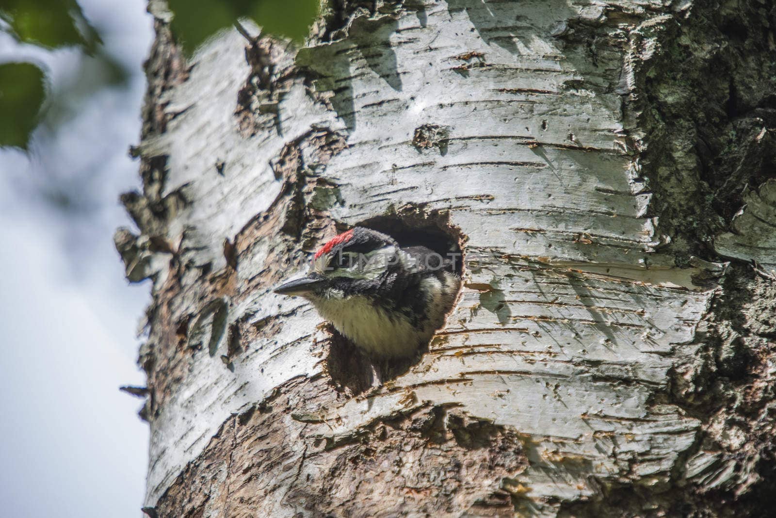 Photo was shot in a forest on Red's rock mountain in Halden, Norway and showing a great spotted woodpecker, Dendrocopos major chick that are waiting to fly out of the nest.