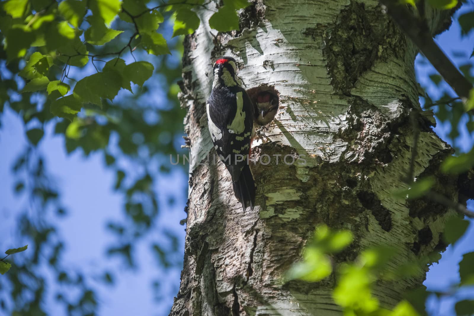 Photo was shot in a forest on Red's rock mountain in Halden, Norway and showing a great spotted woodpecker, Dendrocopos major that feeds its chicks