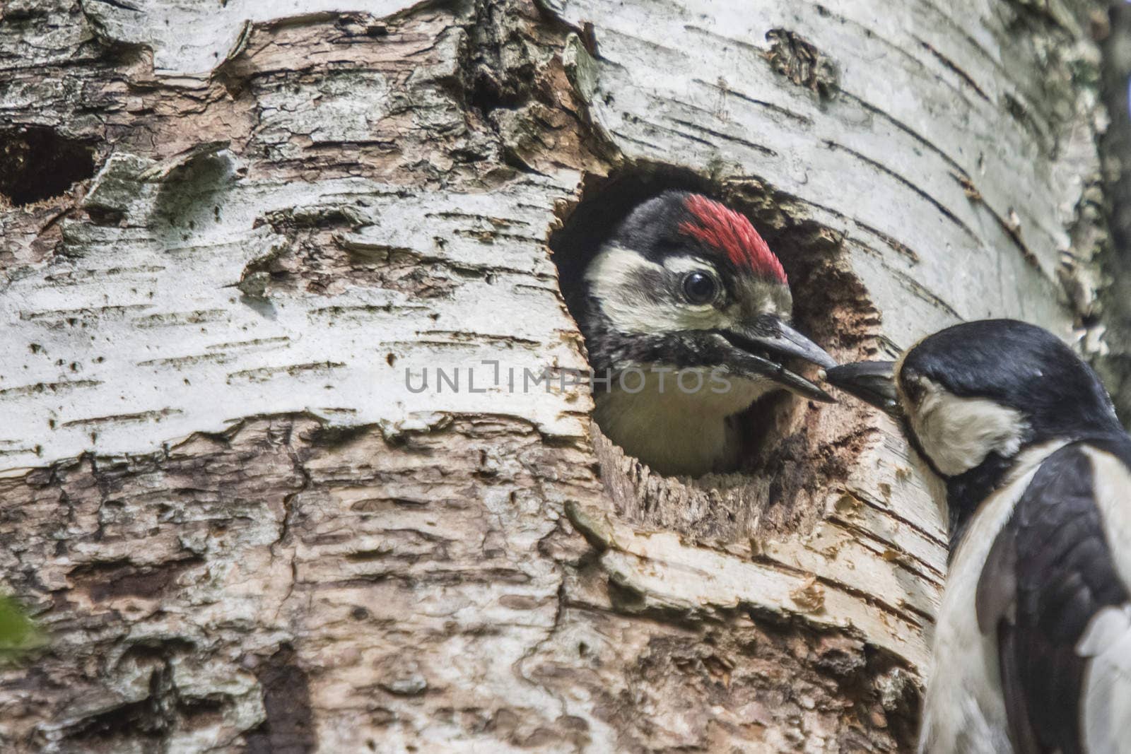 woodpecker mother with food for their chicks by steirus