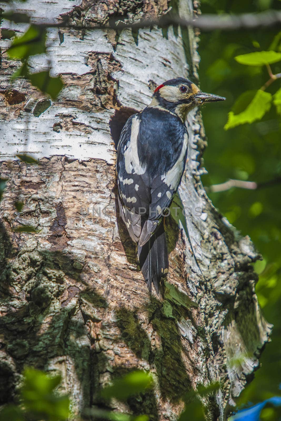 Photo was shot in a forest on Red's rock mountain in Halden, Norway and showing a great spotted woodpecker, Dendrocopos major that feeds its chicks