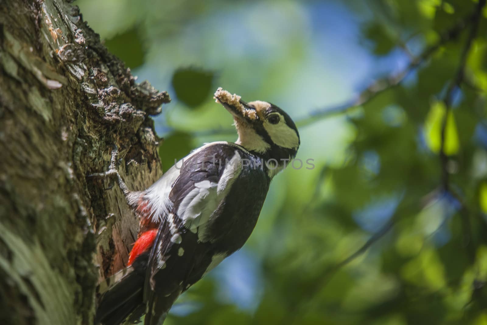 woodpecker mother with food for their chicks by steirus
