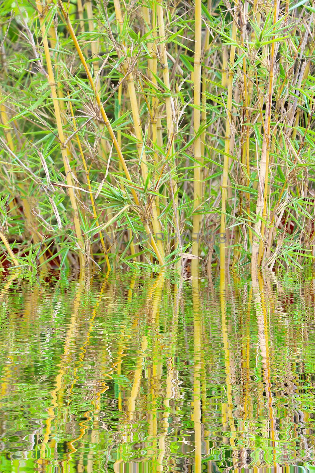 yellow bamboo in pot