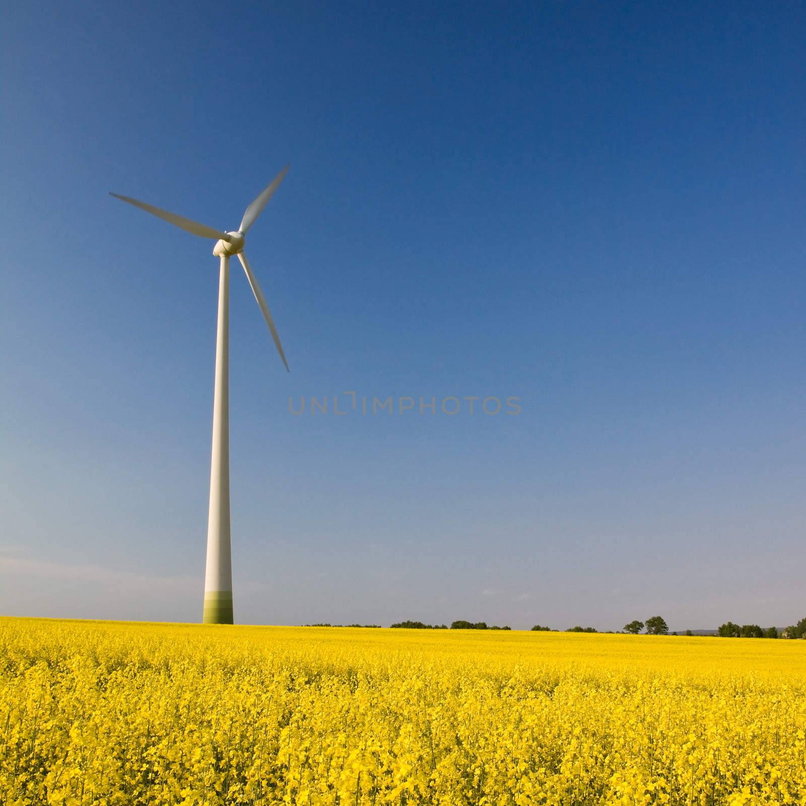 Windmill in the field of yellow rape, square landscape