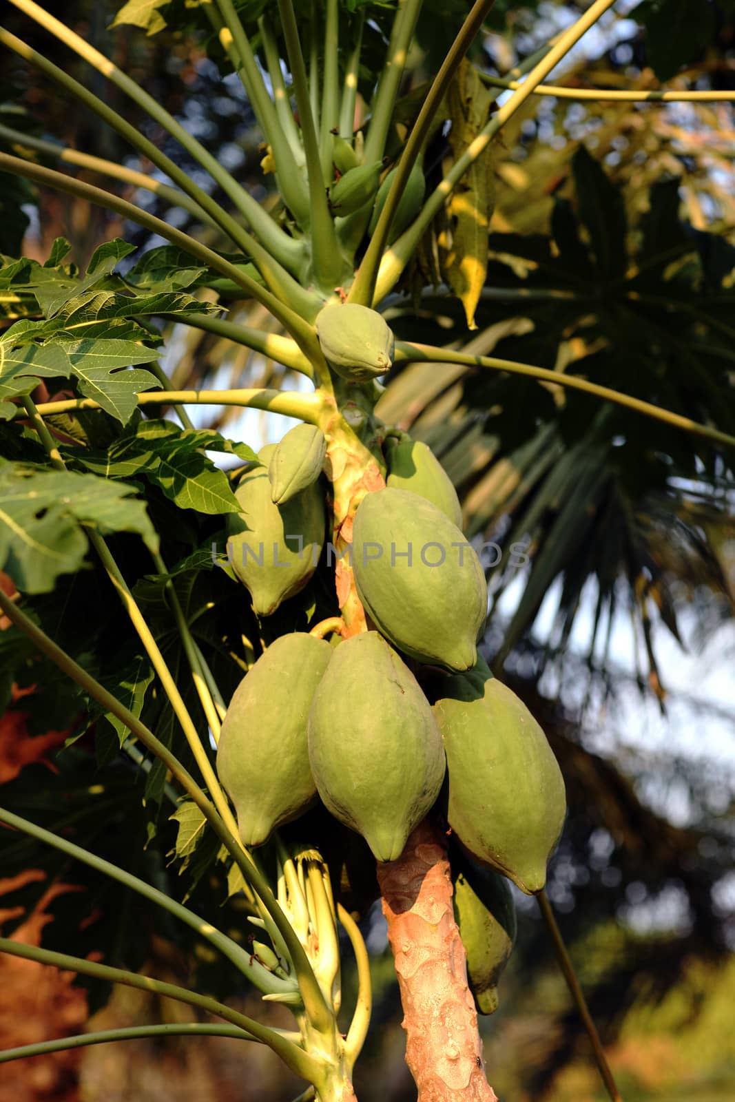 Papaya tree with fruits