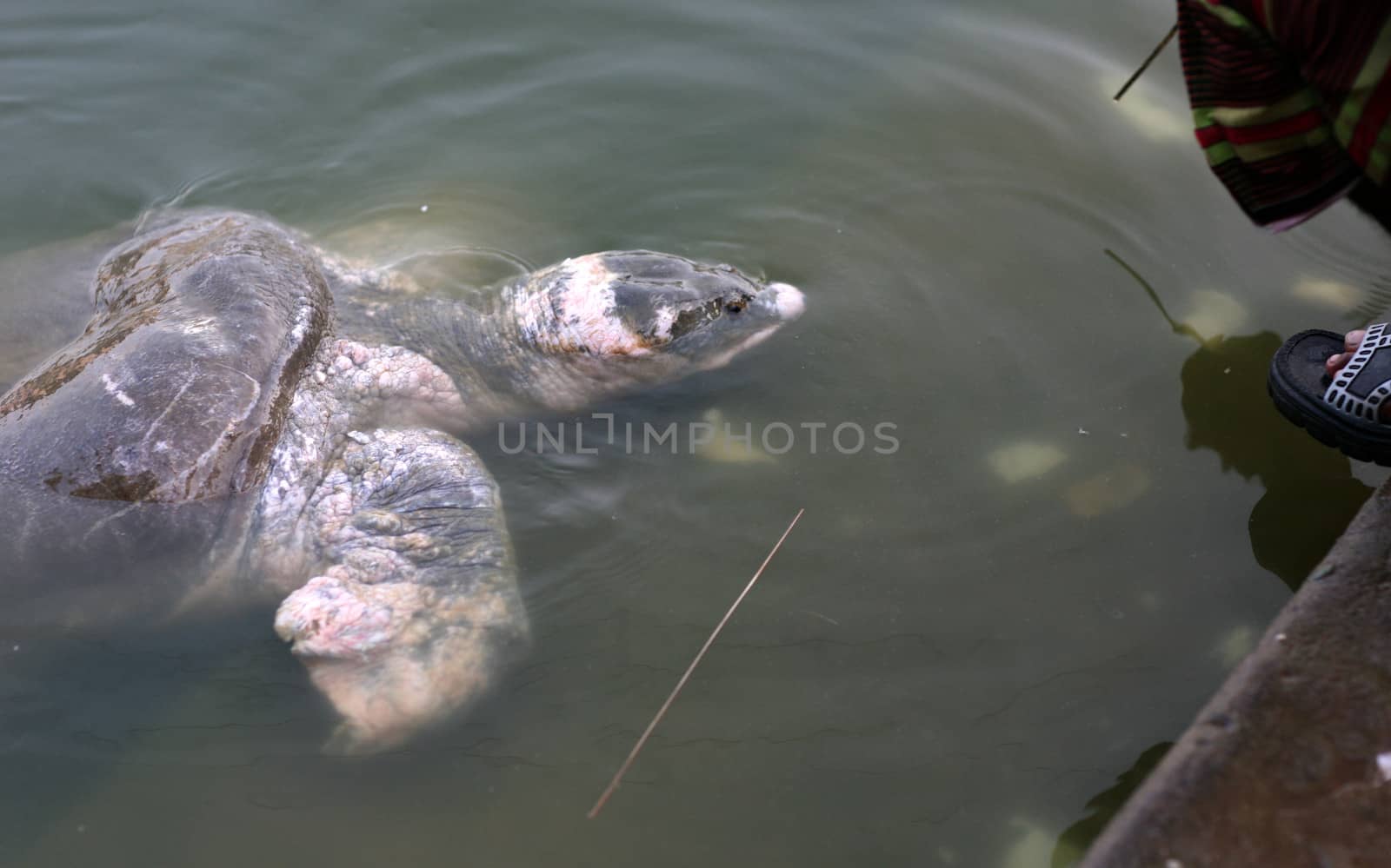 Temple turtle in a pond at a Sufi shrine in Chittagong, Bangladesh