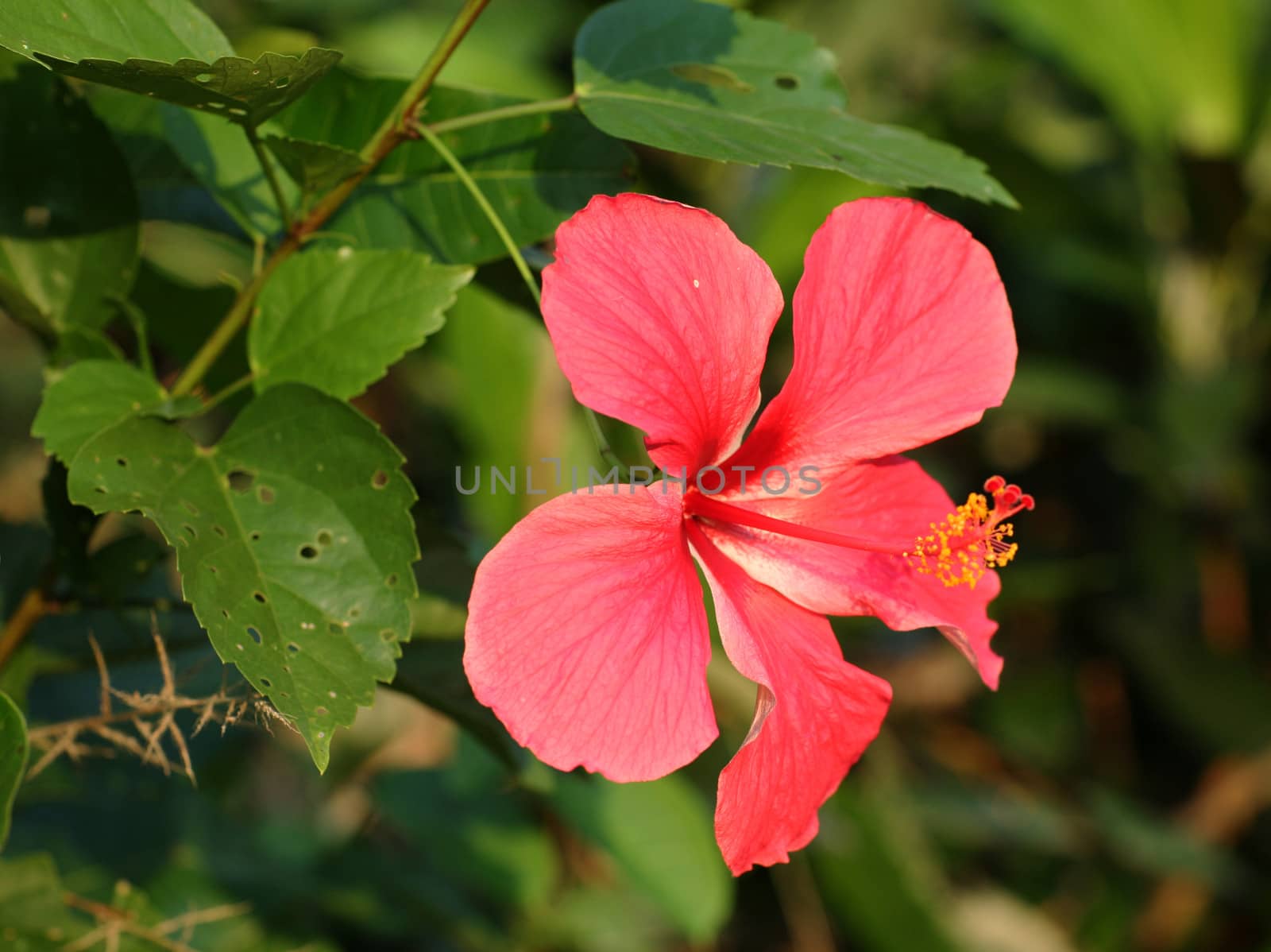 Hibiscus flower by HBphotoart