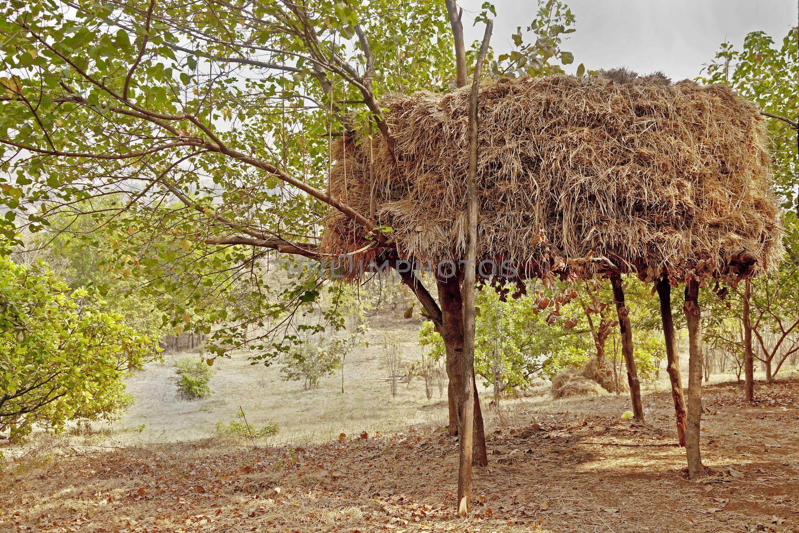 Indian Haystack on stilts in an orchard by arfabita
