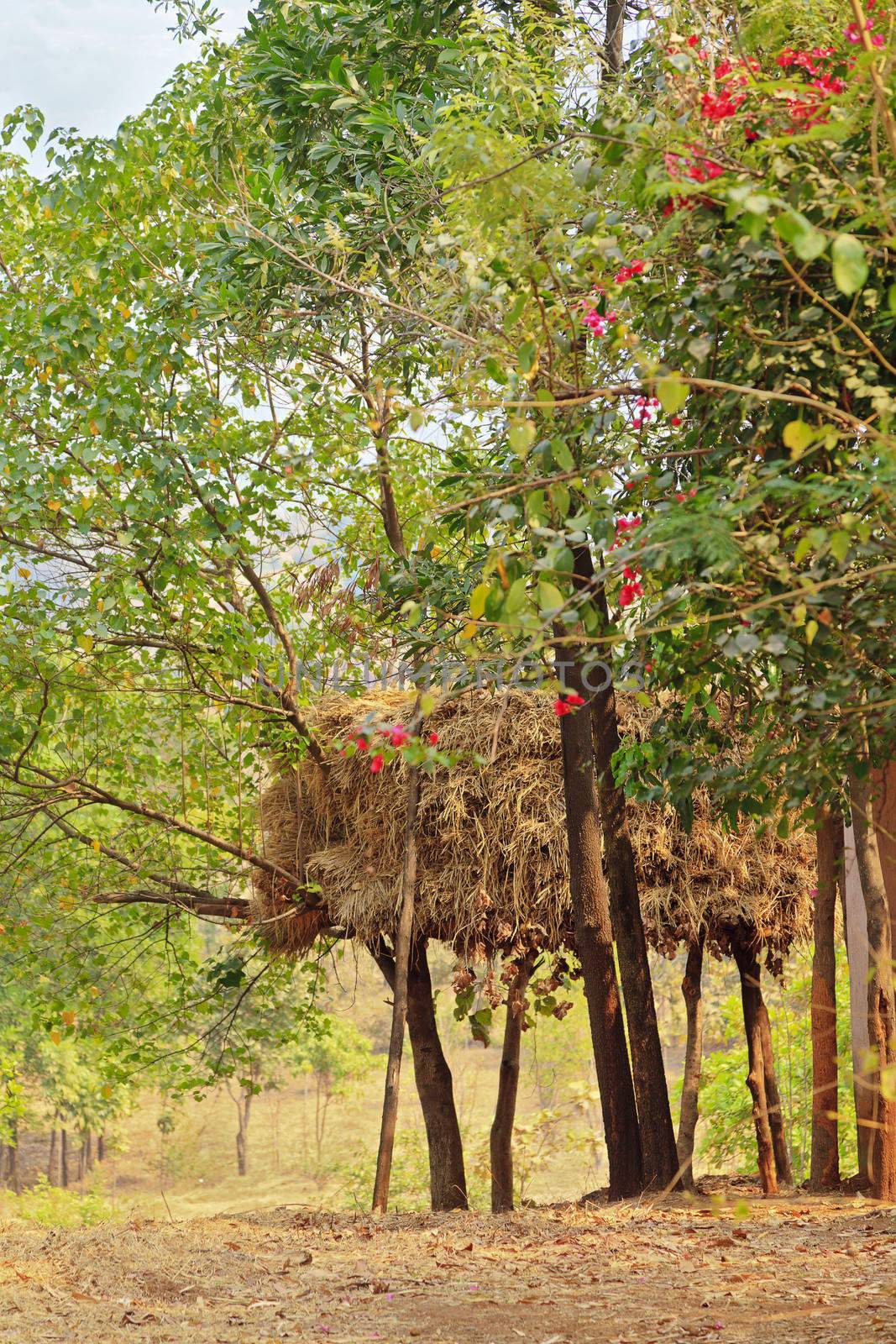 Vertical color landscape of a haystack stored on stilts to prevent ground damage. Shot taken in the rural countryside of Maharashtra India within an orchard and footpath leading past the stack.