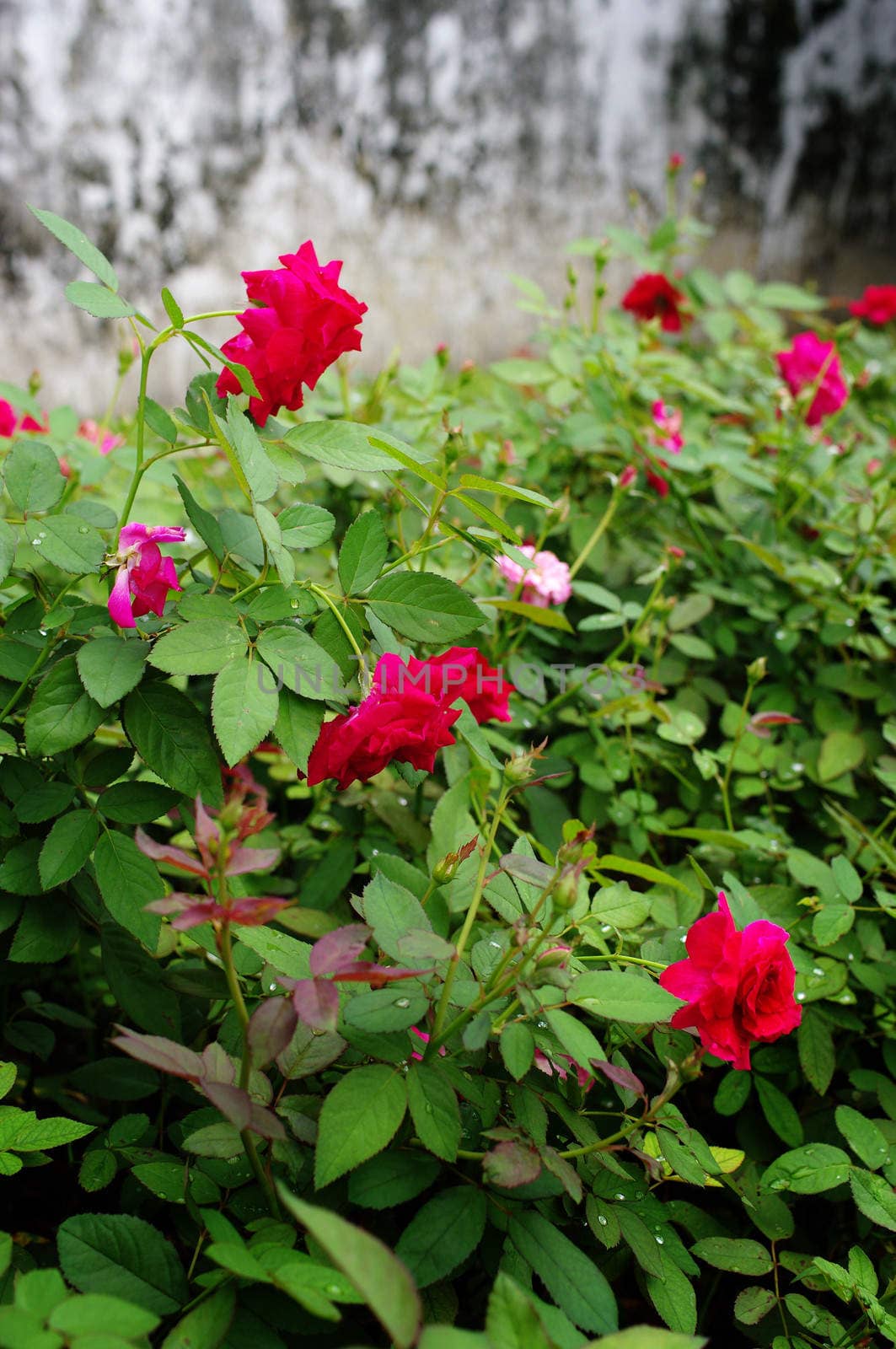Red rose flower, Love concept