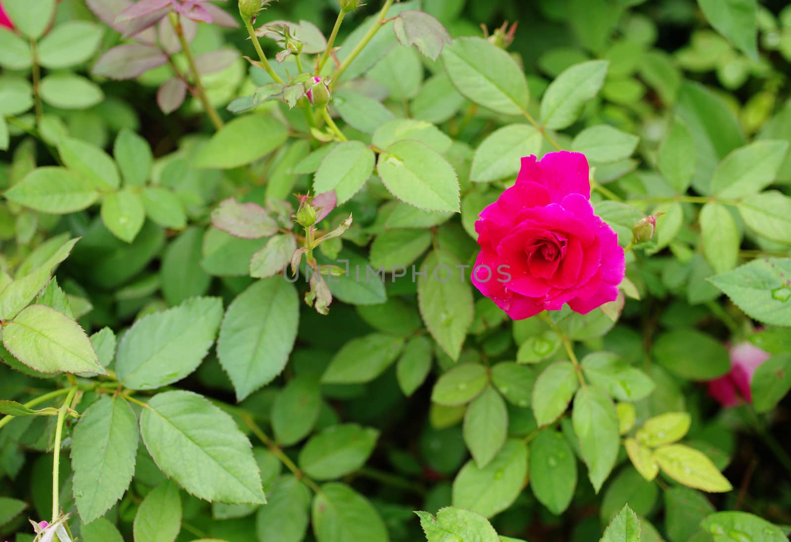 Red rose in garden by pixbox77