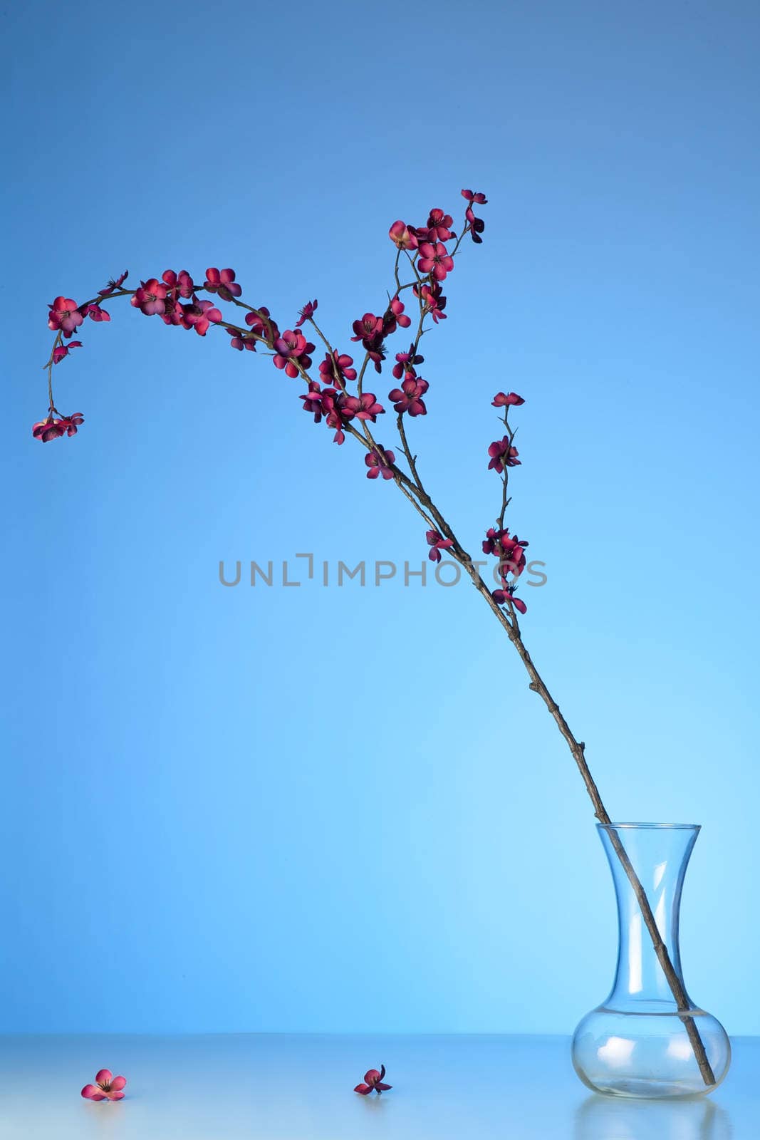 A single twig with red blossoms leans out of a vase against a blue background.