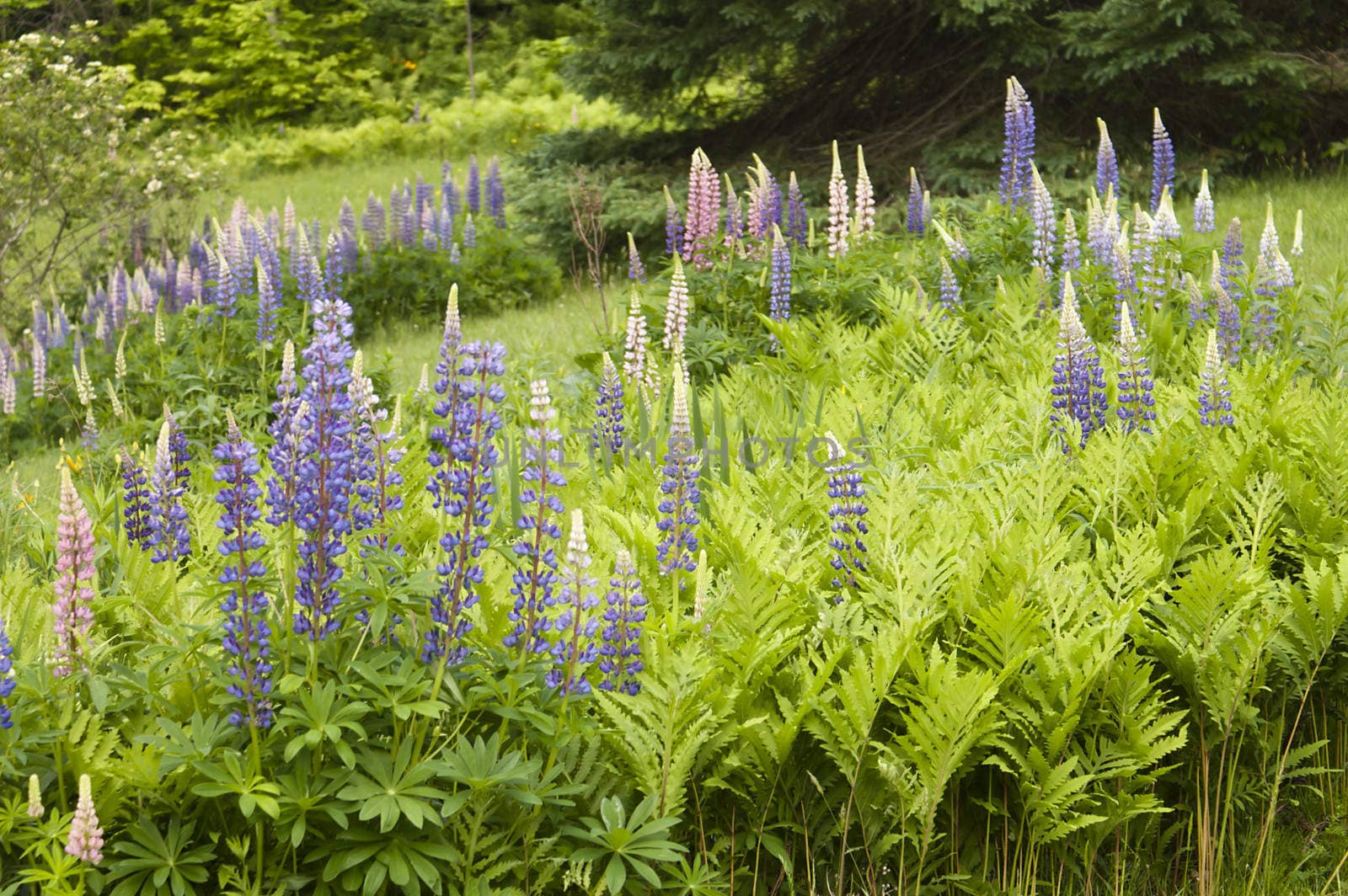 A rural field with lupine flowers and ferns.