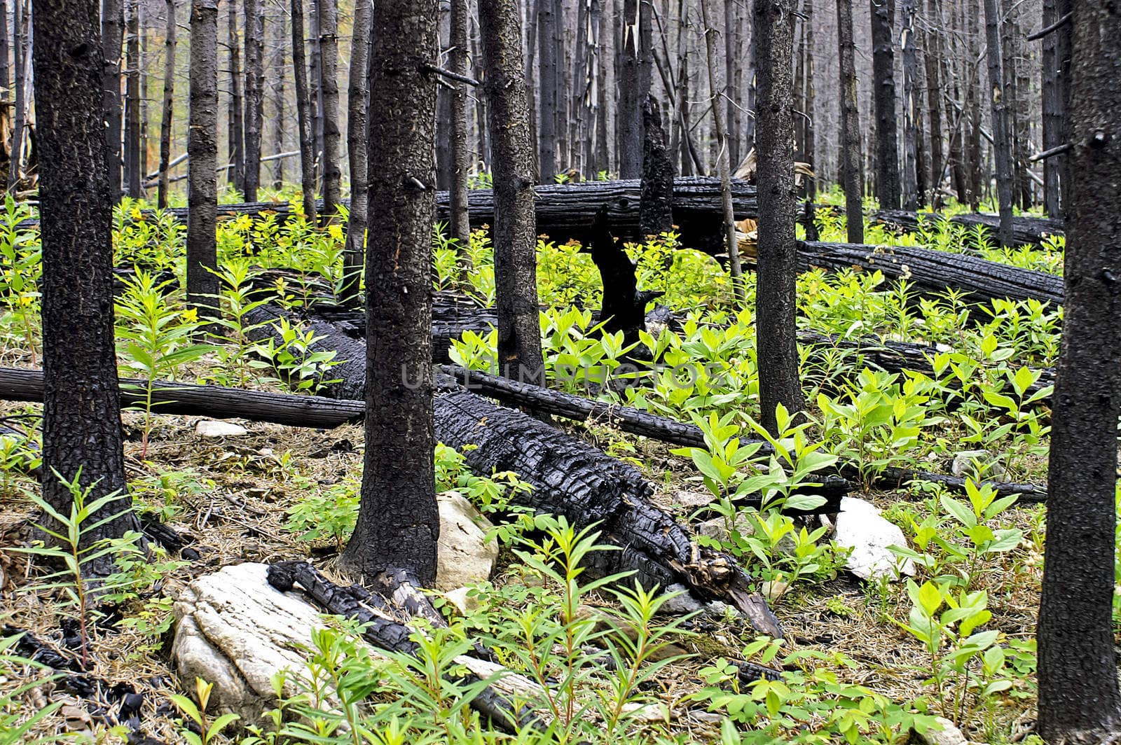 A fire burnt forrest starts to show signs of new life and growth as bright green plants sprout up from the burnt landscape