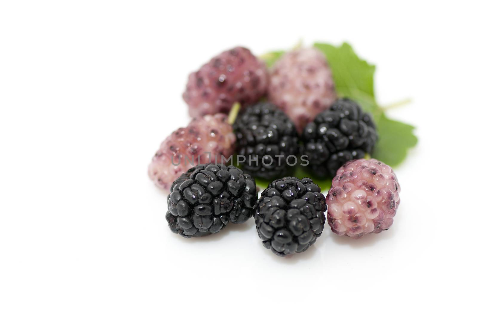 Fresh ripe organic mulberries on white background