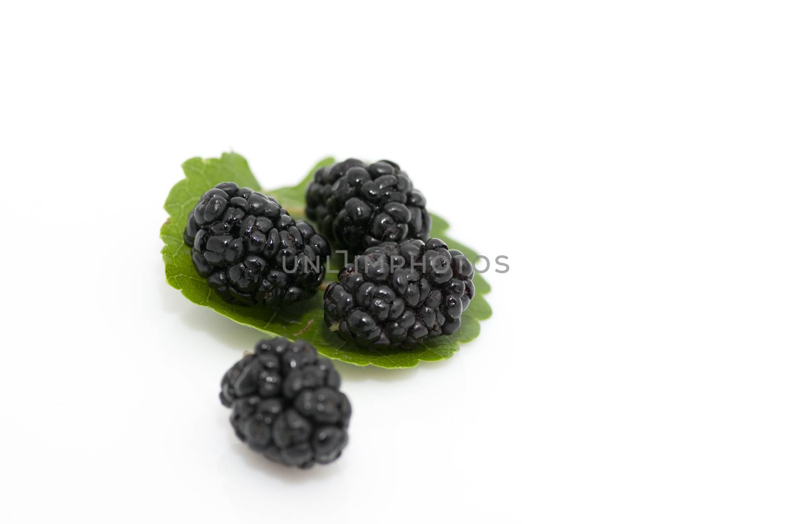 Fresh ripe organic mulberries on white background