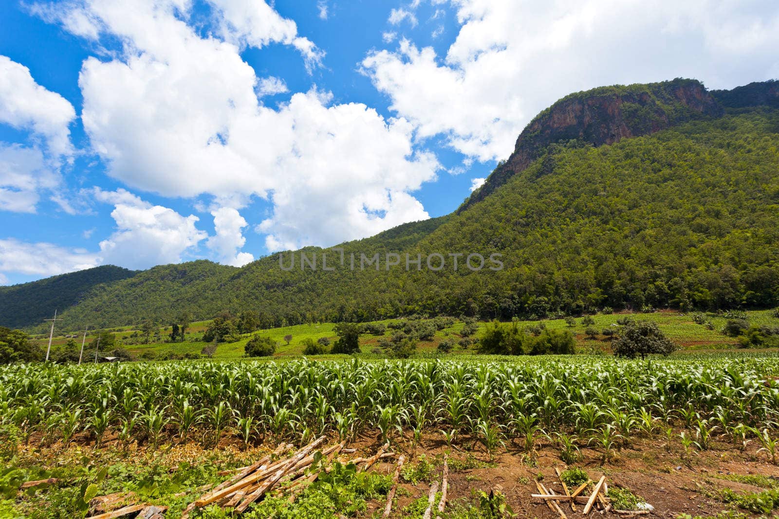 Farmland in rural area of Thailand