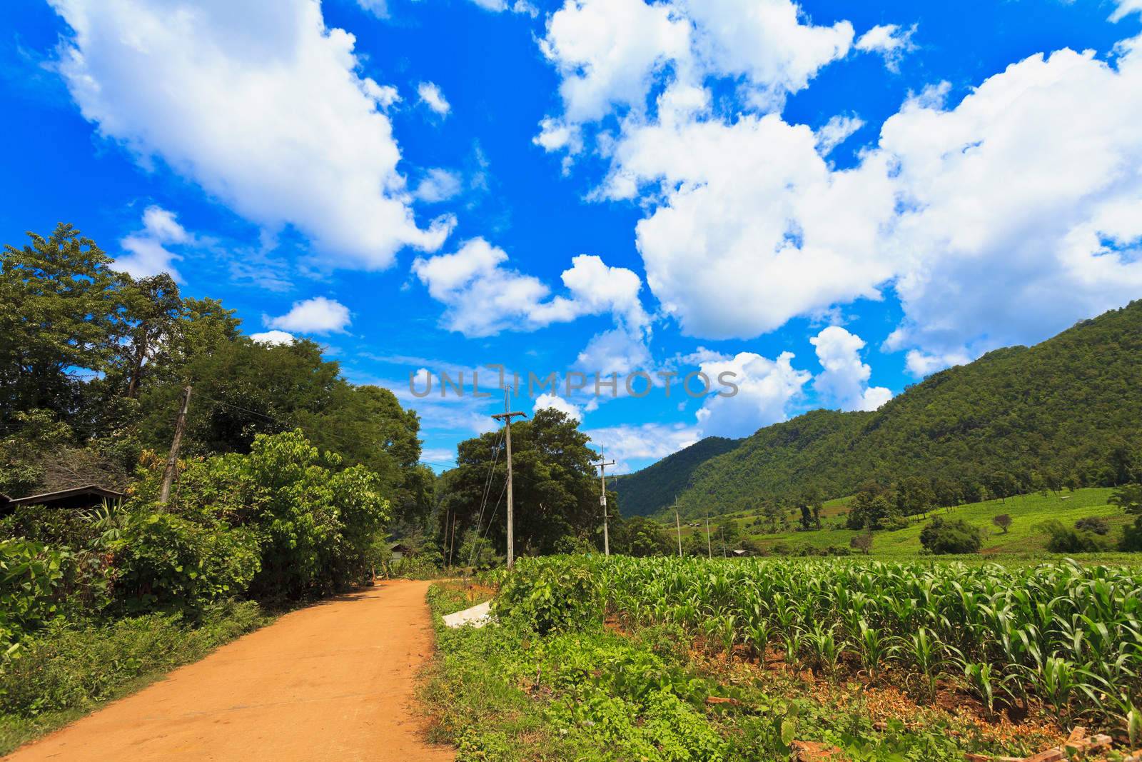 Farmland in Thailand