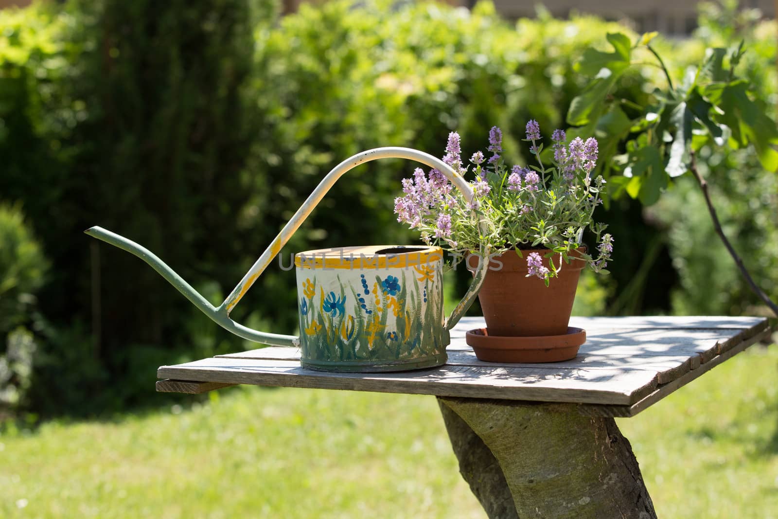 Old watering can and flower on a wooden table.