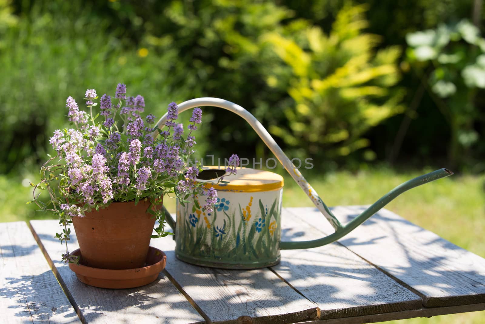 Vintage watering can and flower on a wooden table.