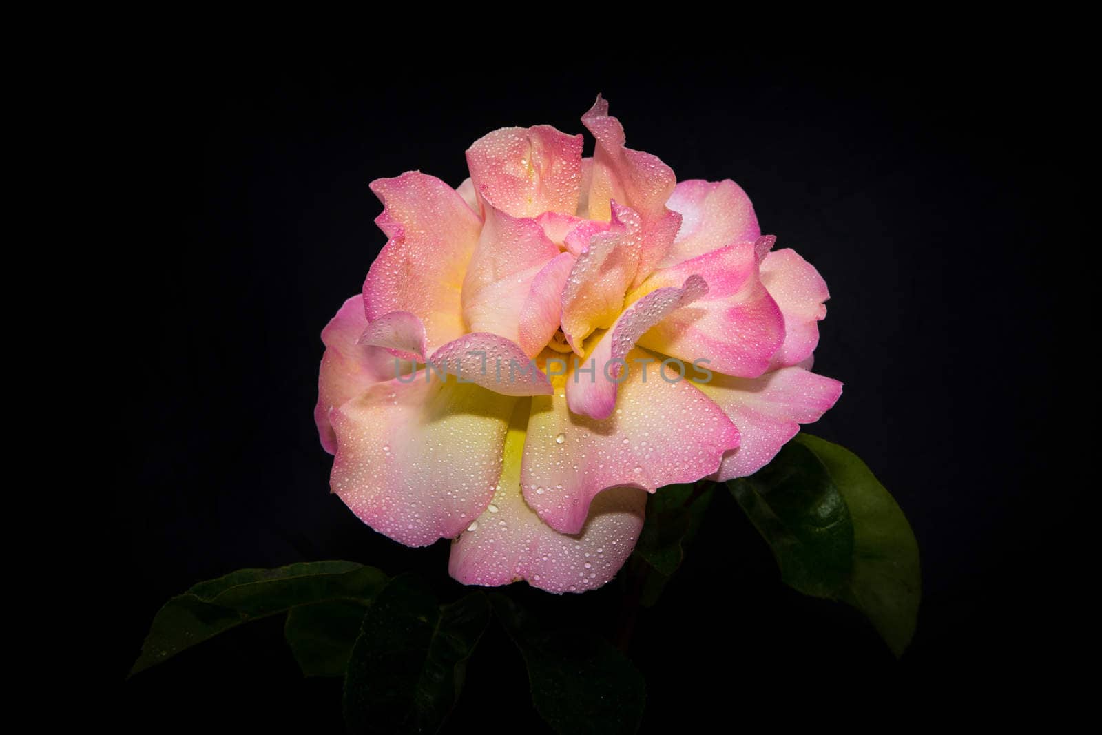 Pink Rose in Morning Dew by wolterk
