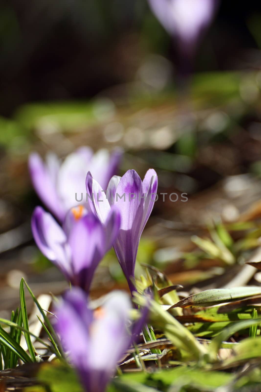 backlit crocus sativa growing in the middle of the forest in spring