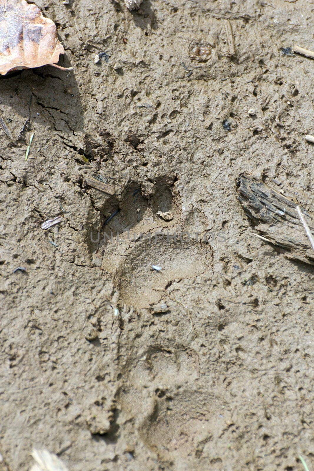 european badger ( meles meles ) footprint in the muddy soil