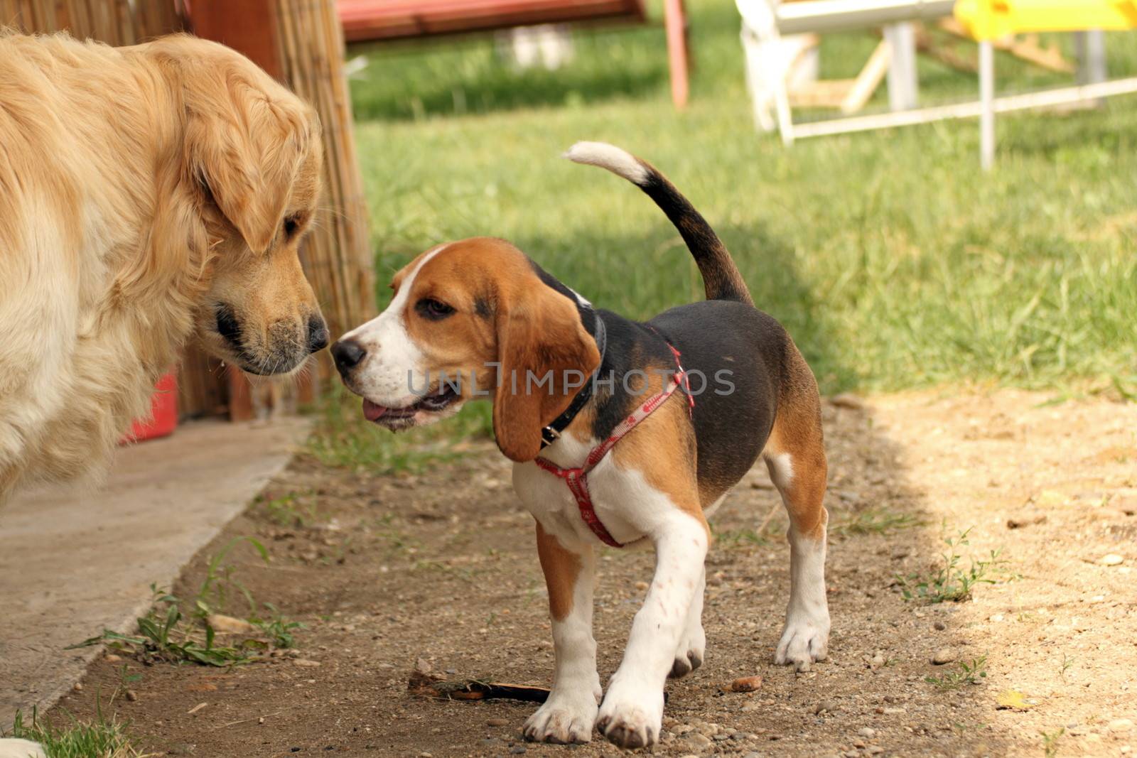 beagle playing with golden retriever by taviphoto