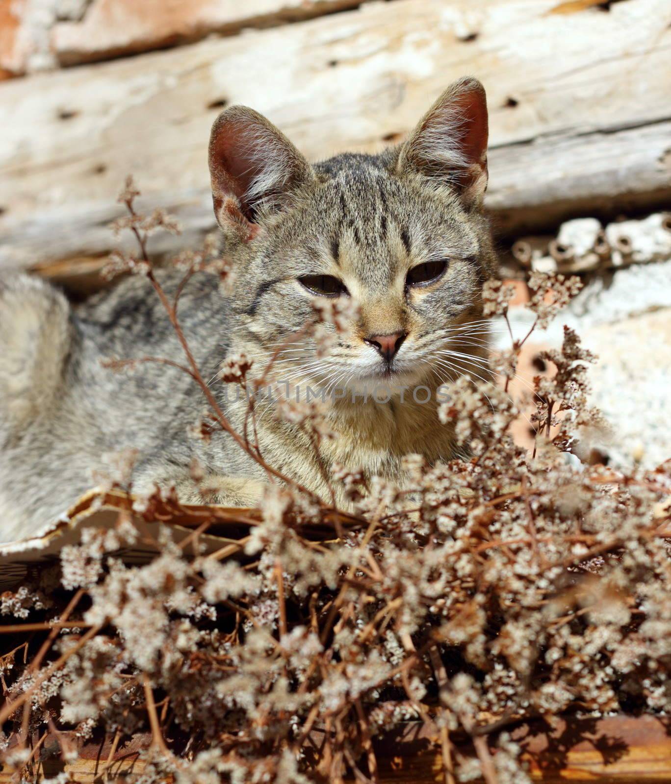 cute lazy kitty resting in the warm of the sun at noon