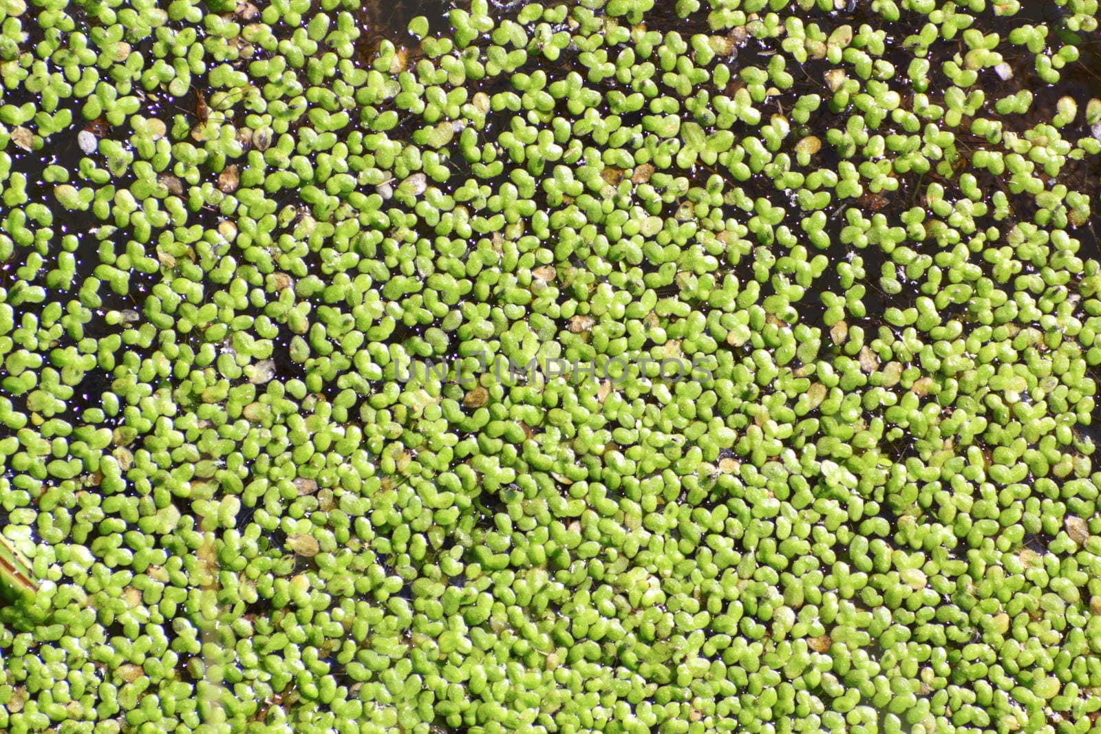 green duckweed growing on water surface forming an interesting natural pattern