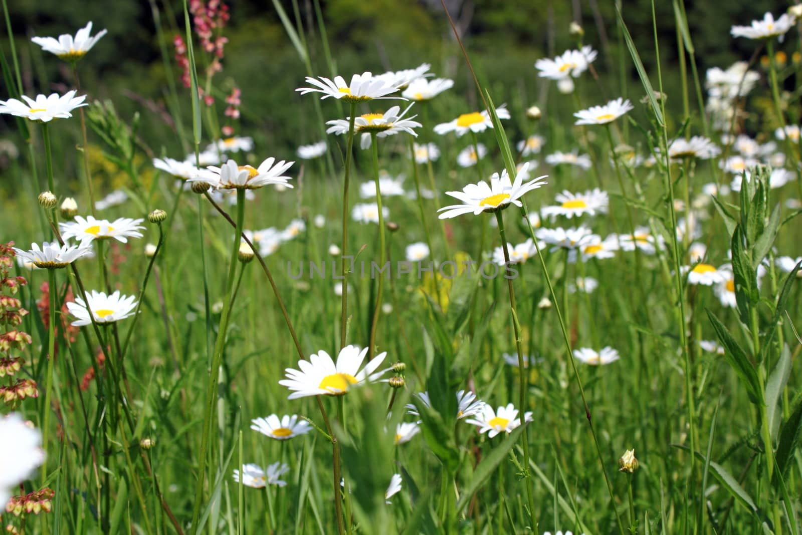 field full of wild daisies by taviphoto