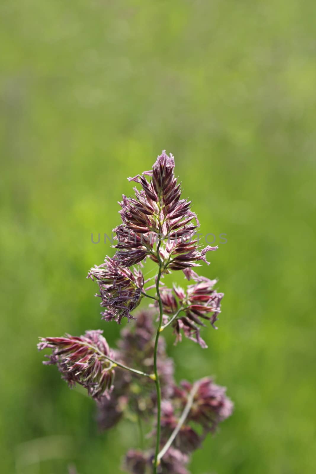 detail of wild grass inflorescence over blurred green background