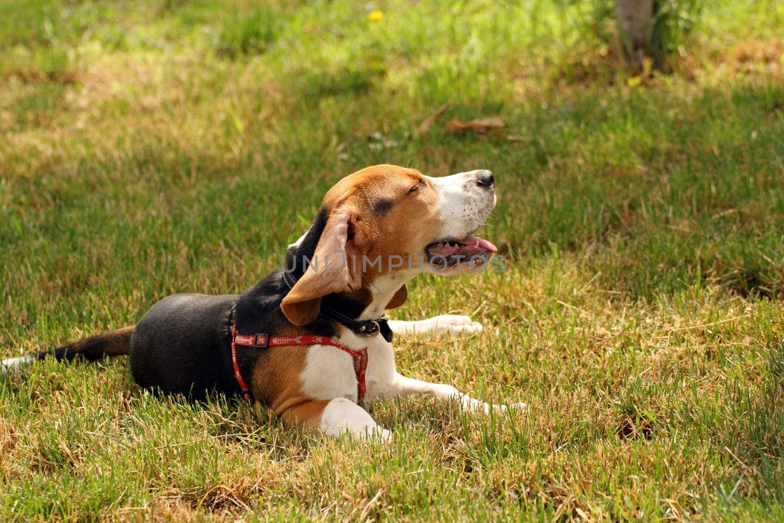 lazy beagle standing in the grass in a hot summer day