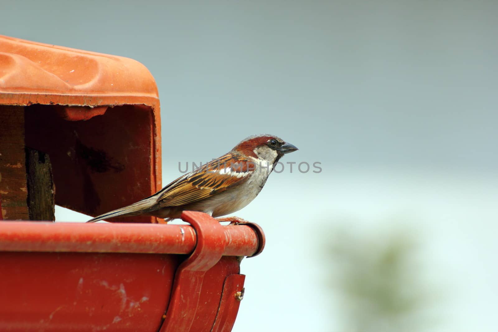 male house sparrow on the roof by taviphoto