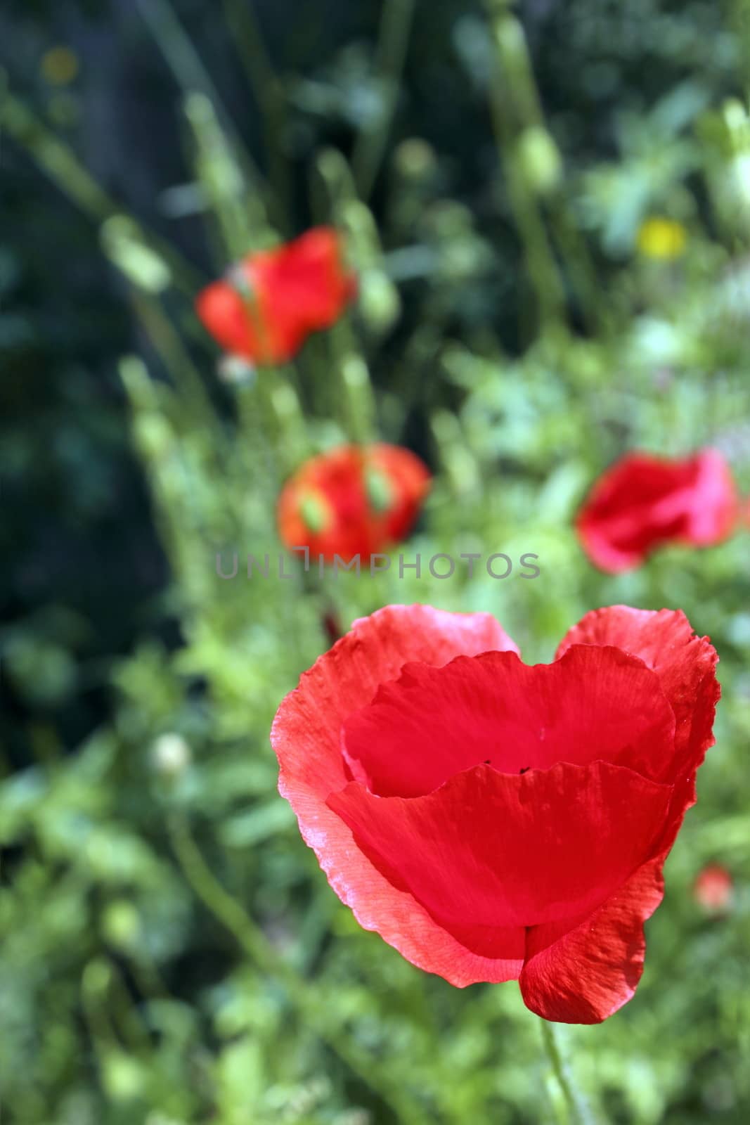 red wild  poppy growing near a forest in spring