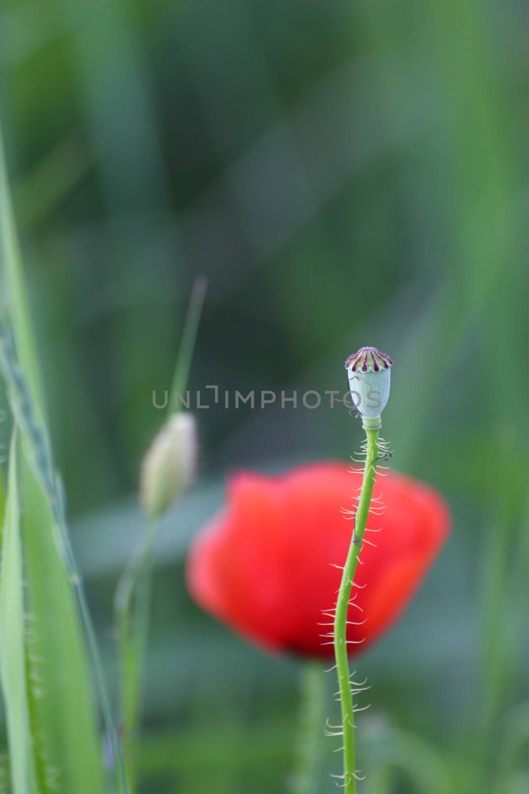 close-up of a wild poppy capsule with red flower in the background