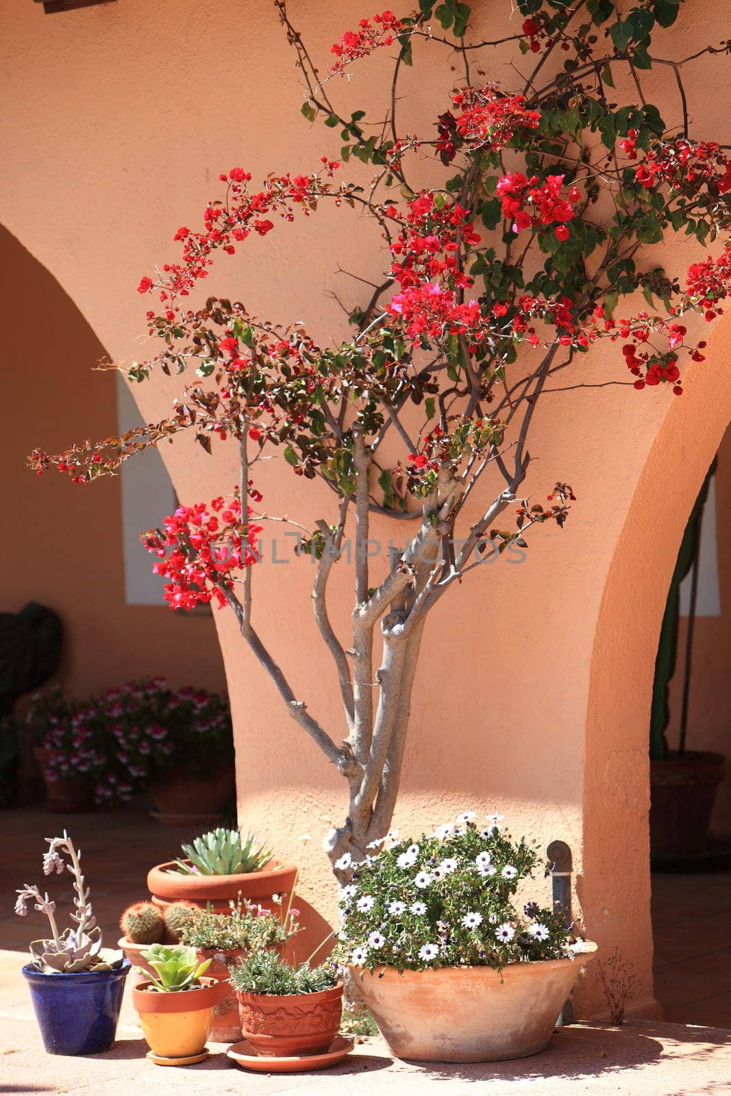 Details of a southern home with red bougainvilleas