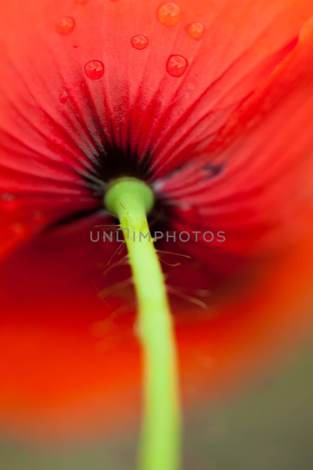 Petals of poppy flower. Closeup macro